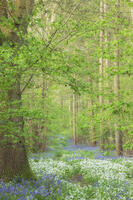 Spring wildflowers in broadleaved woodland with Ramsons (Allium ursinum) and Bluebells (Endymion non-scriptus), near Blandford, Dorset, England, UK [AWL110001579]