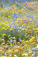 Wildflower meadow, London, England [AWL110001580]
