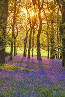Bluebells (Endymion non-scriptus) in bloom in Oak (Quercus robur) woodland near Blandford Forum, Dorset, England, UK, April 2025 [AWL110001581]