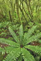 Fern in rainforest - New Zealand, South Island, Southland, Fiordland, Cleddau River, The Chasm, Southern Alps, Fiordland National Park [AWL110001582]