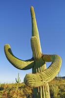 Saguaro  - USA, Arizona, Pima, Tucson, Tucson Mountain Country Park, McCain Loop - Sonora Desert [AWL110001583]