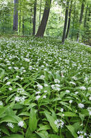 Bear garlic in beech forest - Germany, Lower Saxony, Gottingen - Gottinger Stadtwald [AWL110001584]