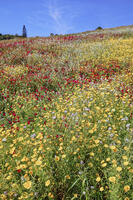 Wild flowers blooming, Agrigento, Sicily, Italy [AWL110001585]