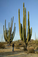 Mexico, Baja California, San Quintin, Catavina, Valley of the Candles, Valle de los Cirios, Cardon cactus [AWL110001586]