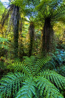 Tree Ferns (Dicksonia squarrosa), New Zealand [AWL110001587]