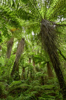 Oceania, New Zealand, Aotearoa, North Island, Tongariro National Park, rain forest, [AWL110001588]