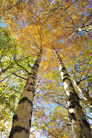 Birch trees. Autumn in the Serra da Estrela Nature Park, Portugal [AWL110001589]