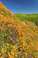 California Poppies Blooming in Chino Hills State Park, Los Angeles, California, USA [AWL110001591]