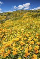 Blooming Carpets of Wildflowers, Diamond Valley Lake, Hemet, California, USA [AWL110001592]