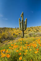 Saguaro Cactus & Poppies, Peridot, Arizona, USA [AWL110001593]