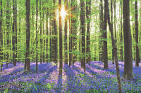 Beech forest with bluebells - Belgium, Flanders, Halle, Hallerbos [AWL110001594]