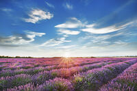 Lavender field  - France, Provence-Alpes-Cote d'Azur, Alpes de Haute Provence, Forcalquier, Valensole, Valensole - Allemagne - Provence, Plateau de Valensole [AWL110001595]