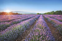 Lavender field  - France, Provence-Alpes-Cote d'Azur, Alpes de Haute Provence, Forcalquier, Valensole, Saint Jurs - Provence, Plateau de Valensole [AWL110001596]