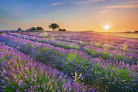 Lavender field  - France, Provence-Alpes-Cote d'Azur, Alpes de Haute Provence, Forcalquier, Valensole, Valensole - Provence, Plateau de Valensole [AWL110001597]