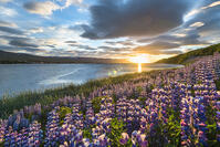 Akureyri, Northern Iceland. Fields of lupins and midnight sun. [AWL110001598]