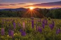 Sunrise over lupine field, Sugar Hill, White Mountain National Forest, New Hampshire, USA [AWL110001599]