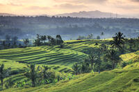 Indonesia, Bali, Jatiluwih Rice Terraces [AWL110001680]