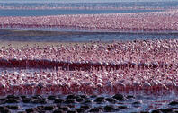 Tens of thousands of lesser flamingos (Phoeniconaias minor) line the shores of Lake Bogoria, feeding on blue-green algae (Spirulina platensis) that grows profusely in its warm alkaline waters. [AWL110001685]