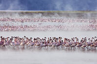 Kenya. Lesser flamingos feeding on algae among the hot springs of Lake Bogoria, an alkaline lake in the Great Rift Valley [AWL110001688]