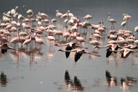 Lesser flamingos at Lake Nakuru, Kenya. [AWL110001689]