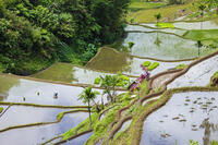 Asia, South East Asia, Philippines, Cordilleras, Banaue; a local farmer working in the UNESCO World heritage listed Ifugao rice terraces near Banaue [AWL110001704]