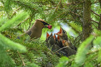 Cedar waxwing (Bombycilla cedrorum), Wanup, Ontario, Canada [AWL110001769]