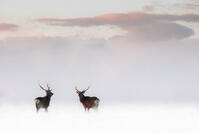 Sika deer, Notsuke peninsula, Shibetsu, eastern hokkaido [AWL110001770]