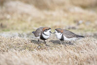 Two-banded Plover (Charadrius falklandicus) pair, Sea Lion Island, Falkland Islands, [AWL110001771]