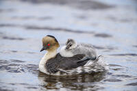 Silvery grebe (Podiceps occipitalis) Young riding the back of an adult, Sea Lion Island, East Falkland, Falkland Islands [AWL110001772]