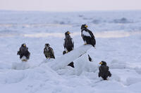 Steller's sea eagle (Haliaeetus pelagicus) and White-tailed Eagle (Haliaeetus albicilla) perched on sea ice in the Nemuro Strait, Hokkaido, Japan [AWL110001773]