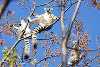 Africa, central Madagascar, Ambalavao, Anja Reserve, Ring tailed lemurs (Lemur catta) [AWL110001774]