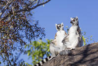 Africa, central Madagascar, Ambalavao, Anja Reserve, Ring tailed lemurs (Lemur catta) warming up in the sun [AWL110001775]