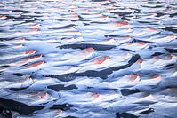 Surreal volcanic landscape at sunrise, Campo de Piedra Pomez, El Penon, Catamarca, La Puna, Argentina [AWL110002077]