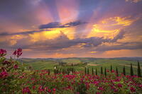 Winding road on the rolling hills of Tuscany near Asciano in Siena district, Italy [AWL110002093]