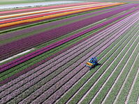 An aerial view a machine harvesting tulips, North Holland, Netherlands [AWL110002100]