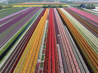 An aerial view of multi-coloured tulip fields, North Holland, Netherlands [AWL110002101]