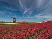 Windmill and Field of Tulips,  Holland, Netherlands [AWL110002102]
