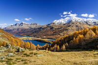 Golden larch trees on mountain ridge above Lake Sils, Maloja Region, Engadin, Graubunden, Switzerland [AWL110002165]