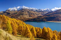 Colorful larch forest, Lake Sils, Maloja Region, Engadin, Graubunden, Switzerland [AWL110002194]