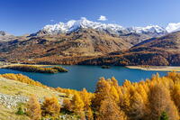 Autumn colors at Lake Sils, Maloja Region, Engadin, Graubunden, Switzerland [AWL110002195]