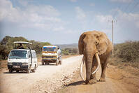 Elephant Tusker, Amboseli Region, Kenya [AWL110002247]