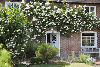 England, Kent, Wickhambreaux. A pretty rose-clad cottage in the village of Wickhambreaux. [AWL110002551]