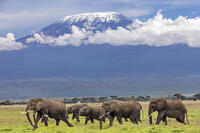 Kenya, Amboseli, Kajiado County.  A herd of elephants crosses open plains with snow-capped Mount Kilimanjaro in the background. [AWL110002559]