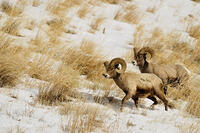 Bighorn sheep (Ovis Canadensis) Rams feeding in winter range (Lamar Valley), Yellowstone NP, Wyoming, USA [AWL110002560]