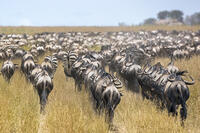 Tanzania, Northern Tanzania, Serengeti National Park. During their annual migration, large herds of wildebeest and zebra crisscross the vast plains of the Serengeti. [AWL110002585]