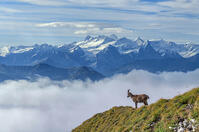 Switzerland, Lucerne, Mount Pilatus,Ibex and Bernese alps (m) [AWL110002592]