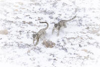 Snow leopard brothers in Spiti Valley, Himachal Pradesh, India [AWL110002598]
