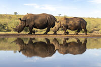 White rhinoceros mother and calf at waterhole, Zimanga Private Game Reserve, KwaZulu-Natal, South Africa [AWL110002599]