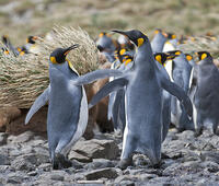 King penguins at Right Whale Bay near the northeast tip of South Georgia. [AWL110002600]