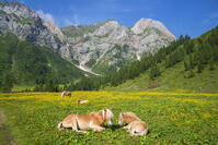 Alp with horses, HochweiÃŸstein (Monte Peralba) area, Carnic alps, Carinthia, Austria [AWL110002602]